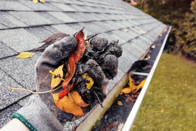 A gloved hand holding dark debris and autumn leaves above a rain gutter beside a gray shingled roof.