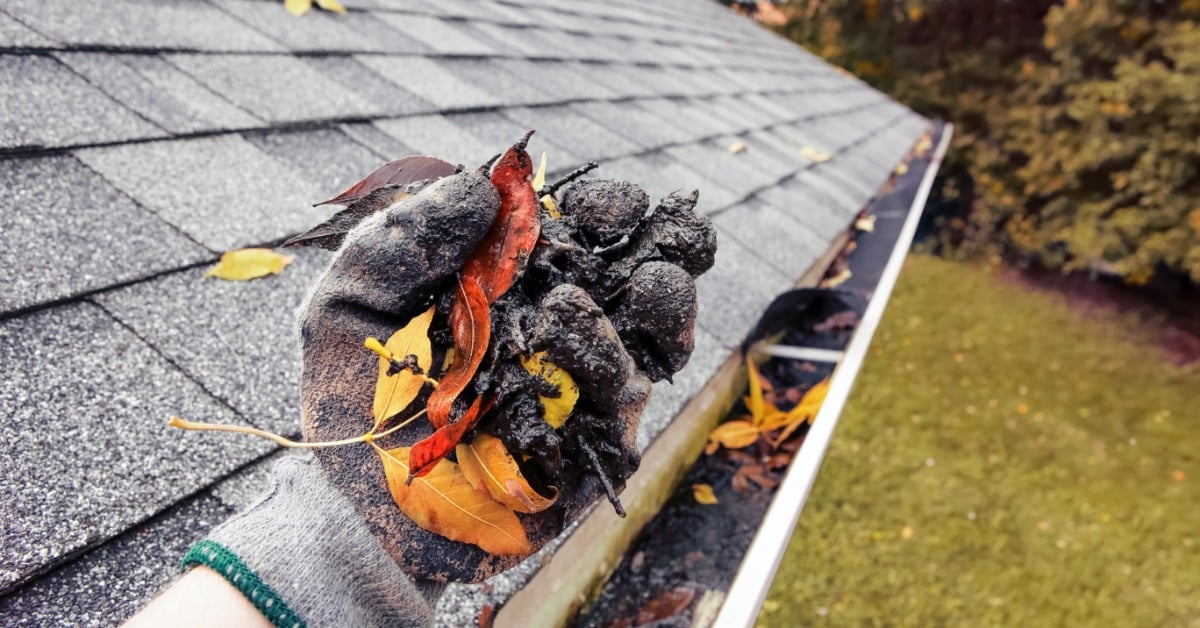 A gloved hand holding dark debris and autumn leaves above a rain gutter beside a gray shingled roof.